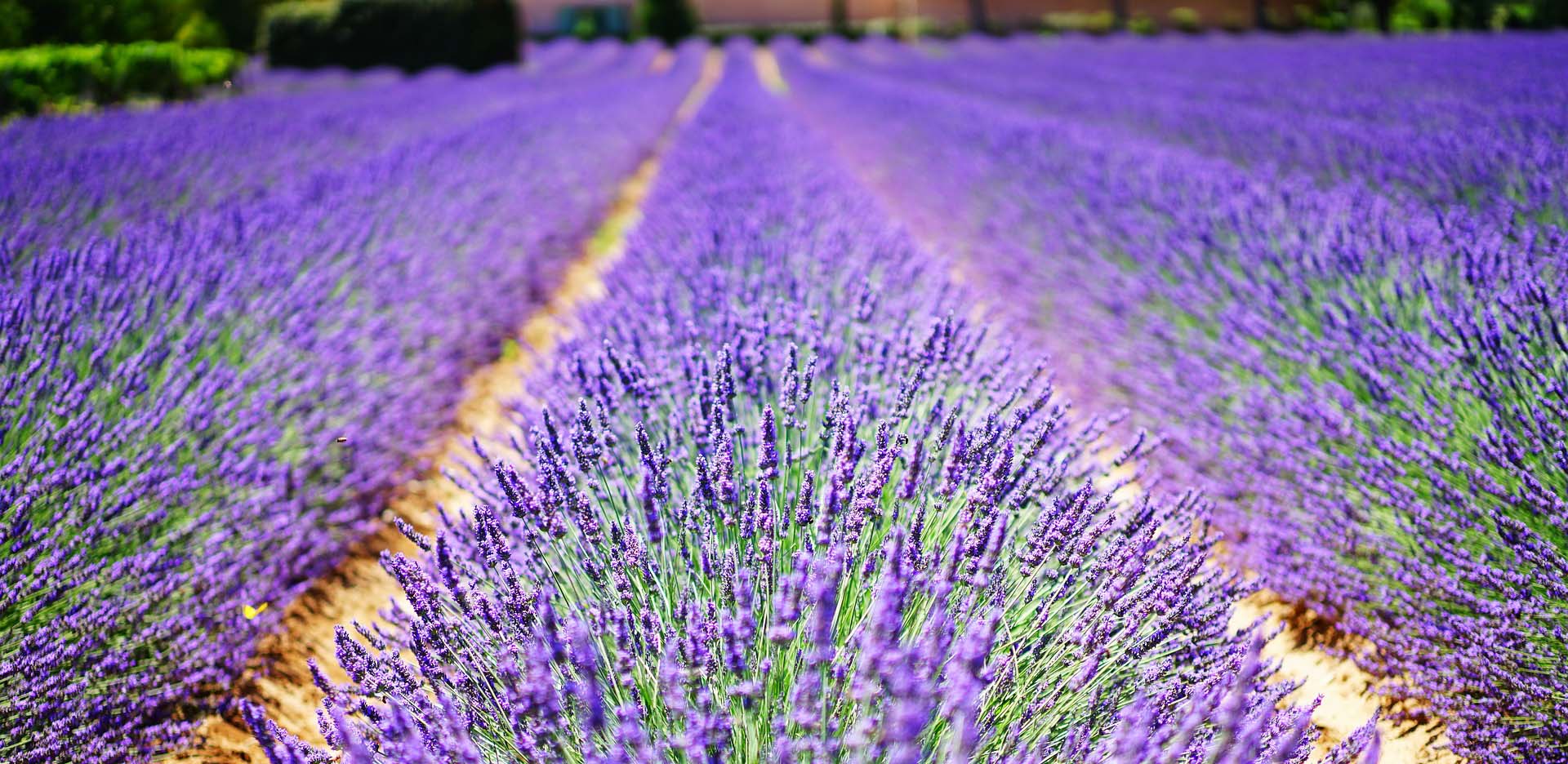 Lavanda Emilia Romagna